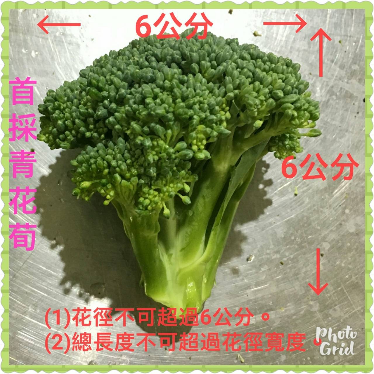 綠花2.jpg