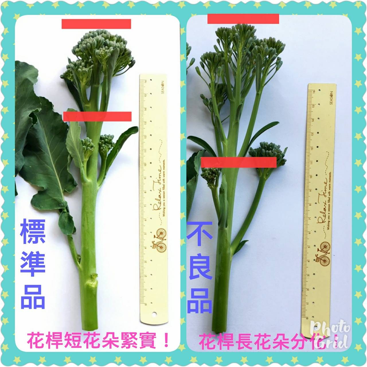 綠花1.jpg