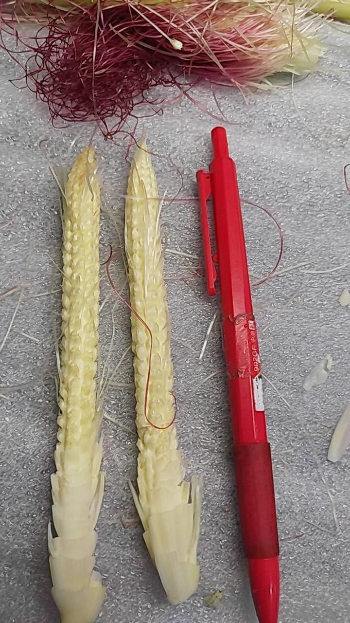 玉米筍.jpg