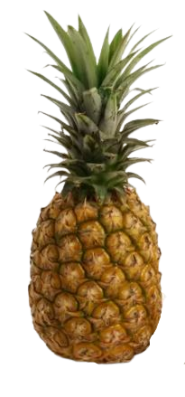 鳳2.png
